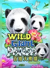 Wild Giant Panda ft